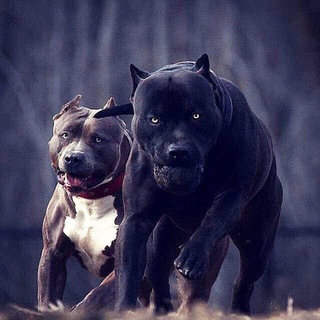Toshkent viloyati it bozori🐶🐕🐩