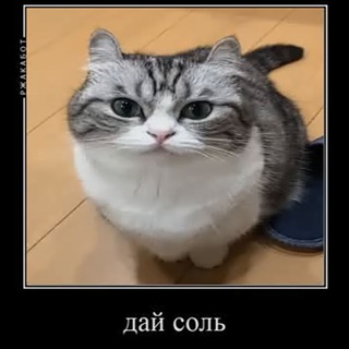 Солевой Бот
