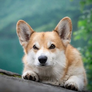 Крошка корги Чат