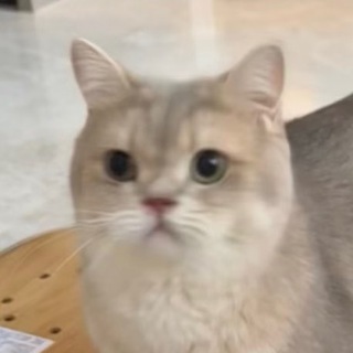 Tofu The Cat