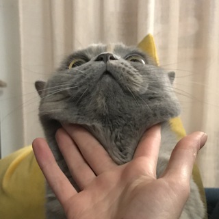 БАРКАіКОШКА