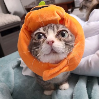 Winky cat