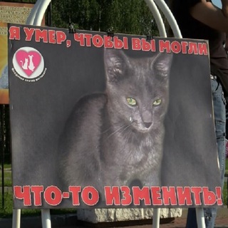 Поддержка лучшего бота и предложка фраз