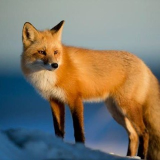 FOX OTC