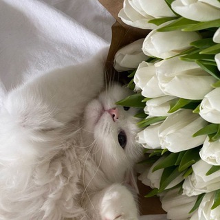 PINTEREST PHOTO