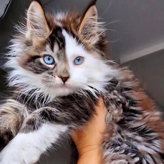 MAINE COON KITTENS FOR ADOPTION NEAR ME