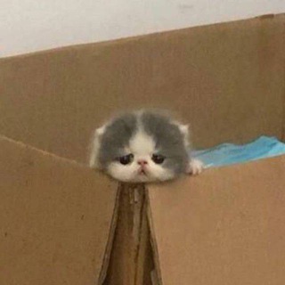 ваши котятки