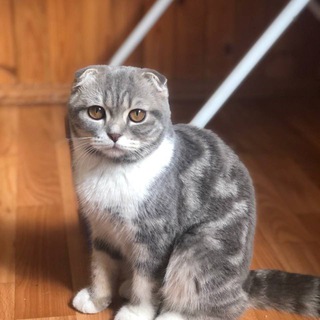 Котики України