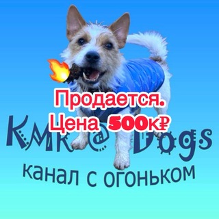 KMR@Dogs-смешные животные, кошки, собаки, обезьяны.