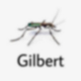 gil