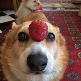 Maxim Pavlov