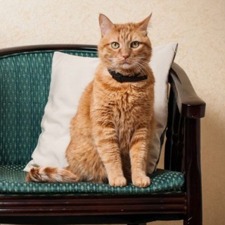 Концентрат кошенят🐈