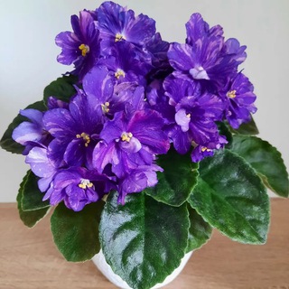 Фиалки -Москва. Обмен.Продажа 🍀🌸🍀🌺🌸