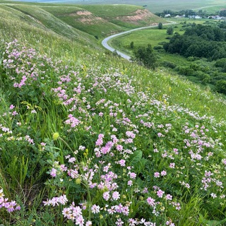 Природный сад 🧩 Design with Nature