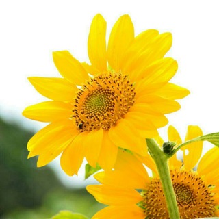 آکادمی تندرستی