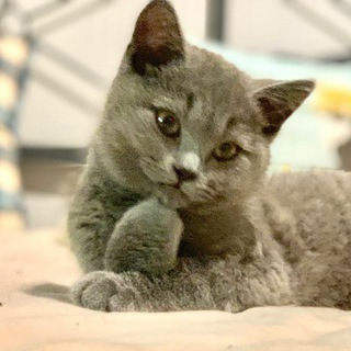 猫の仓库 Hard Drive