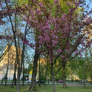 Svetlana