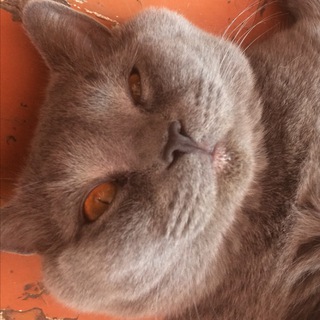 Vadim