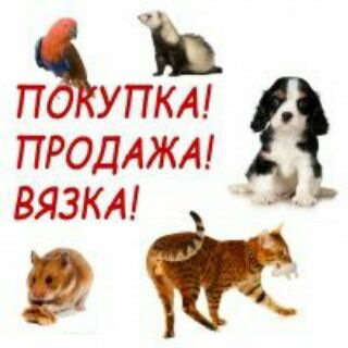 ЖИВОТНЫЕ продажа и покупка. Поиск животных. Кошки. Собаки