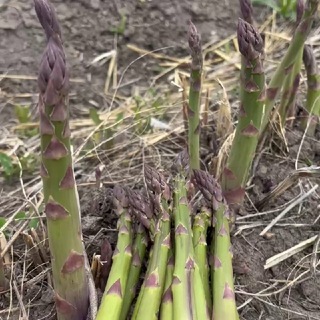 Ծնեբեկ 👉Спаржа 👉Asparagus ❤❤️