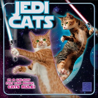 Jedi Cats // Reloaded