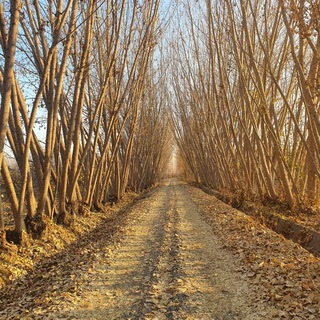 Jo'rabek