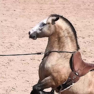 Libontova Titanium Stud Farm