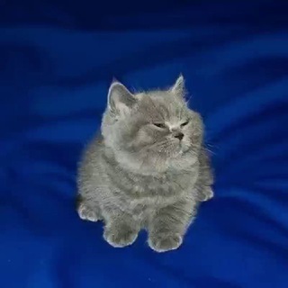 Рексик