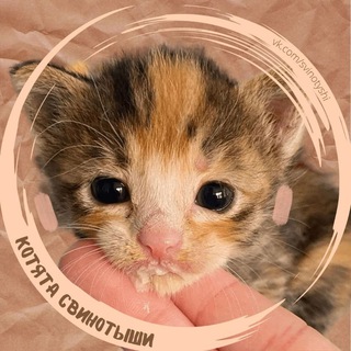 котята свинотыши