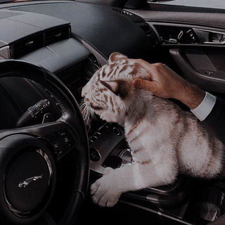 ༺𝙻𝙰𝚂𝚃 𝙾𝙻İ𝚀𝙰𝚁𝚇 ༻