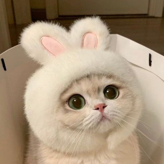 NC Cats bot