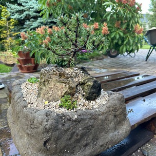 Альпийский сад