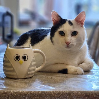 nocatfood