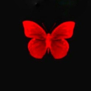 فرَاشة || butterfly ❤️🦋 .
