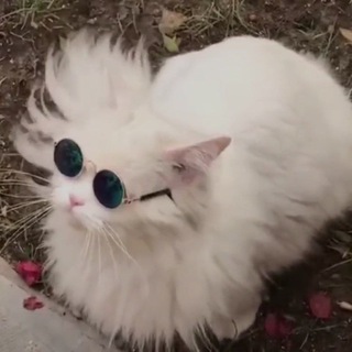 Предложка