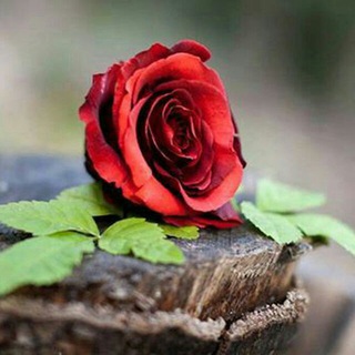 حاجی