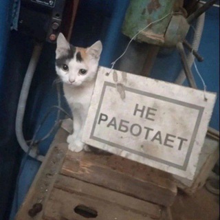 блоха инфо