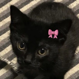 lilla katten