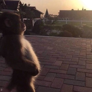 Щитпост консилиум