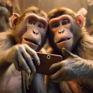 чат Junk Monkey