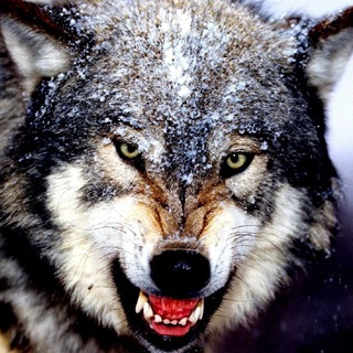 🐺Tamboff-wolf🐺