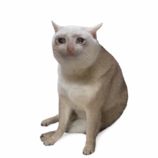 CASH CAT | CASHCAT