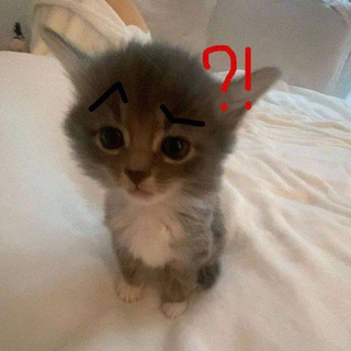 связь с котом бот