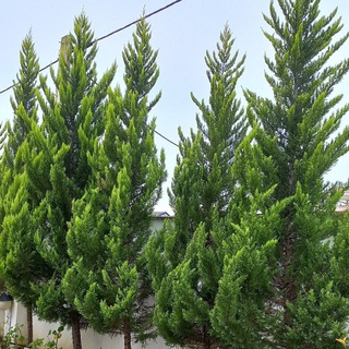 Mahdi