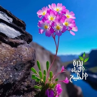 بذرة الخير والحياة الطيبة 🌱