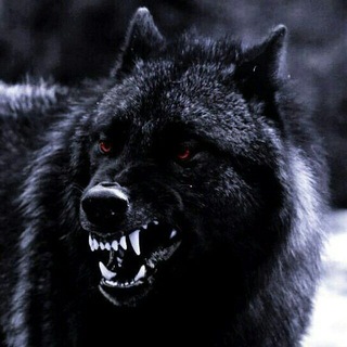 🦁ASATBEK 🦁