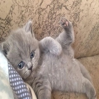 полина