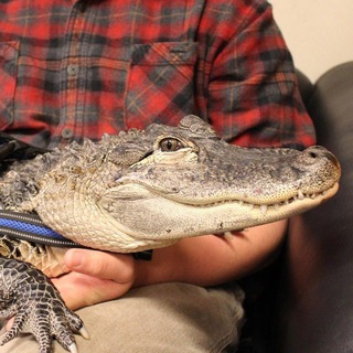 Wally | Emotional Support Alligator