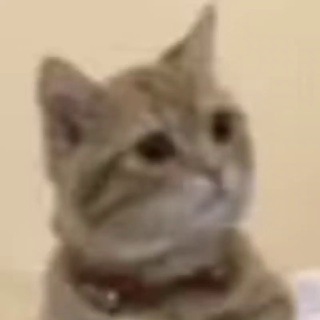 猫咪