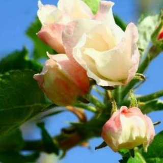 G- oder K- Strophanthin